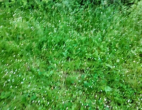 Rea kneels behind the church to suck me off